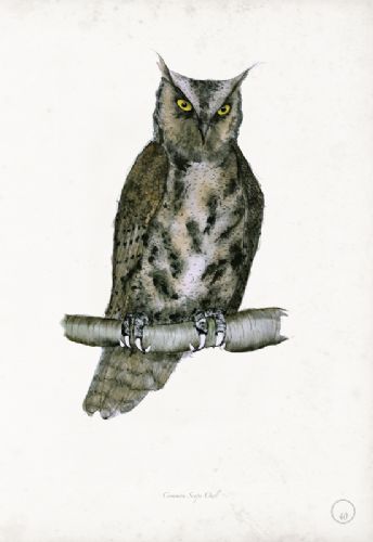 Common Scops Owl - artist signed print